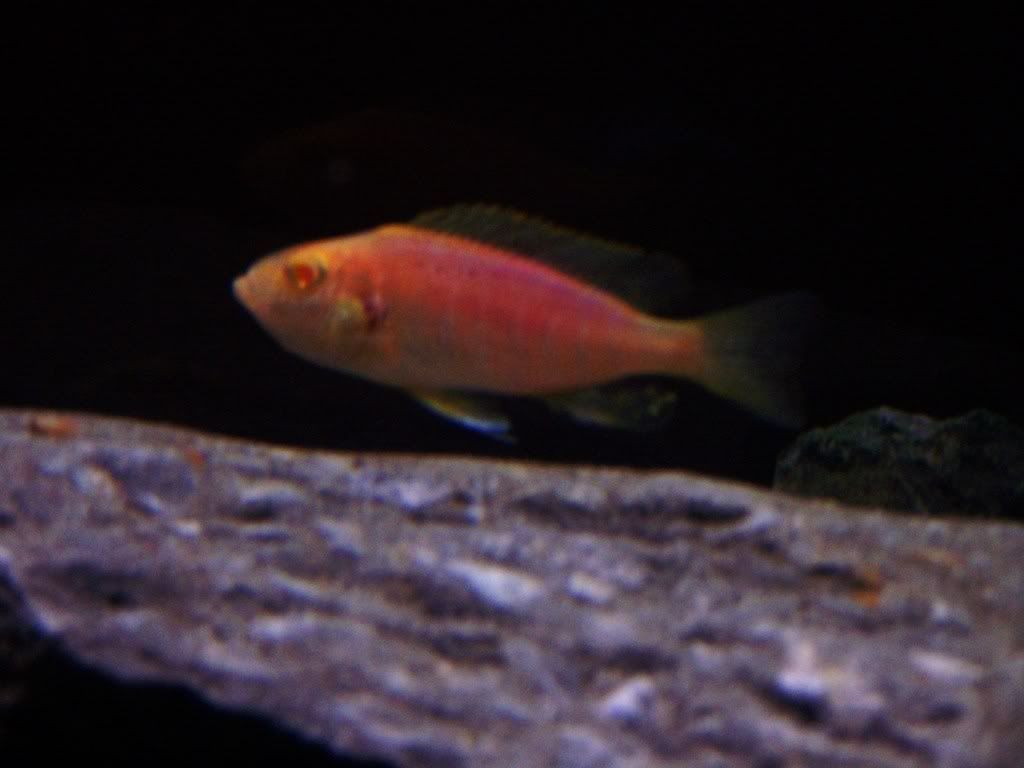 holdingfemalewhitespot012.jpg