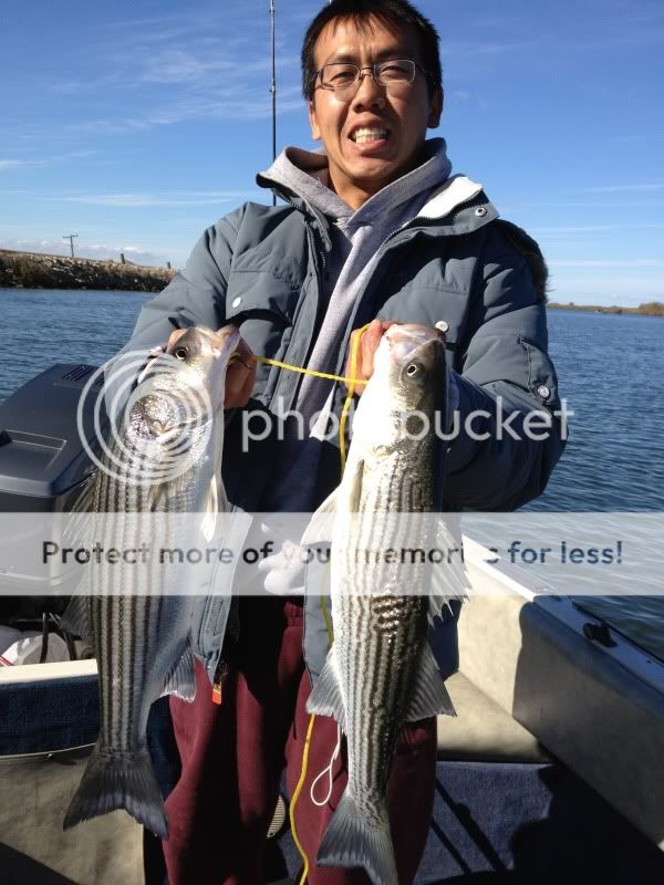 stripedbass2.jpg
