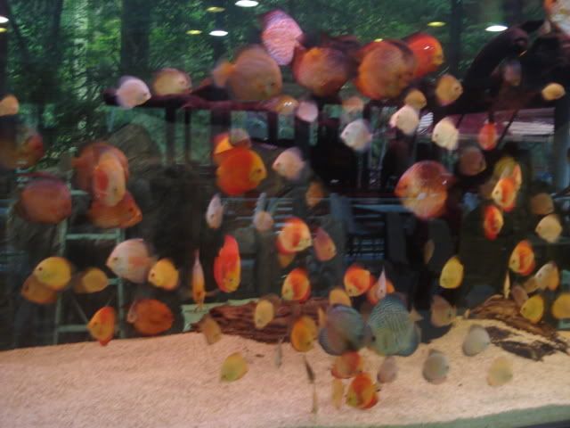 fish4discuss.jpg