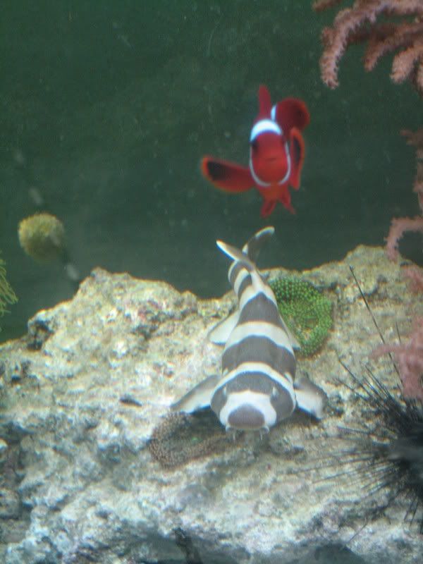 Shark11307005.jpg