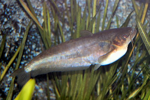 o_bimaculatus4.jpg