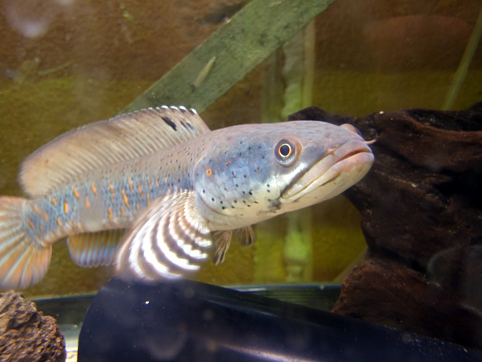 120509Channa_pulchra2.jpg