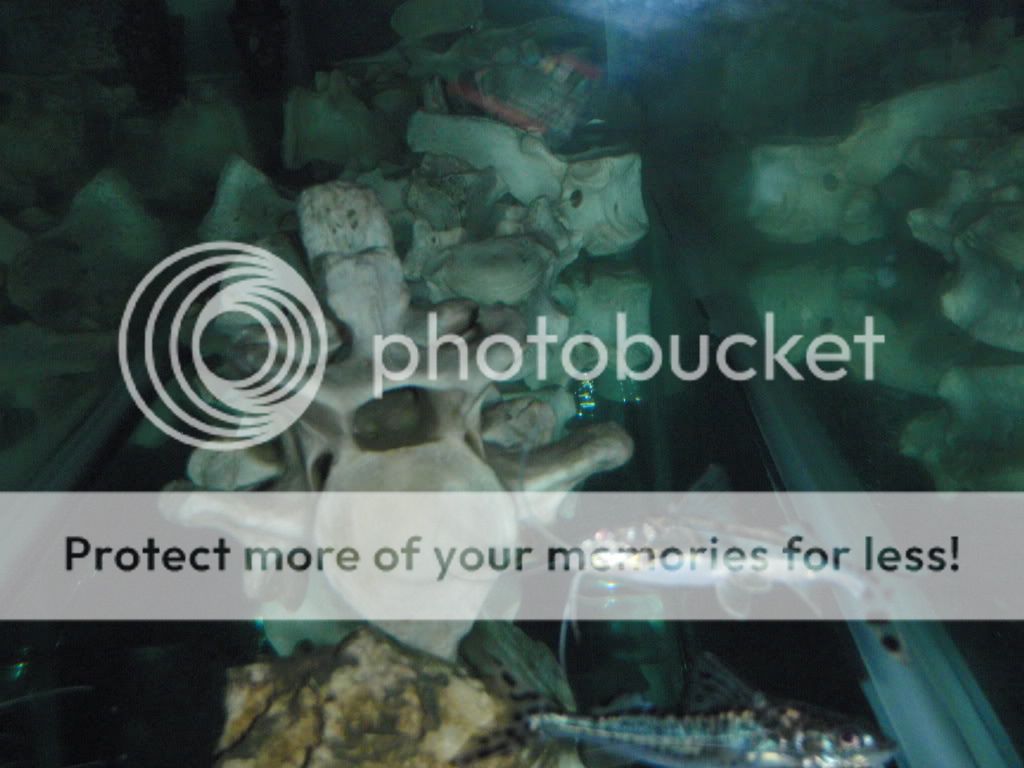 Cleaningandfish014.jpg