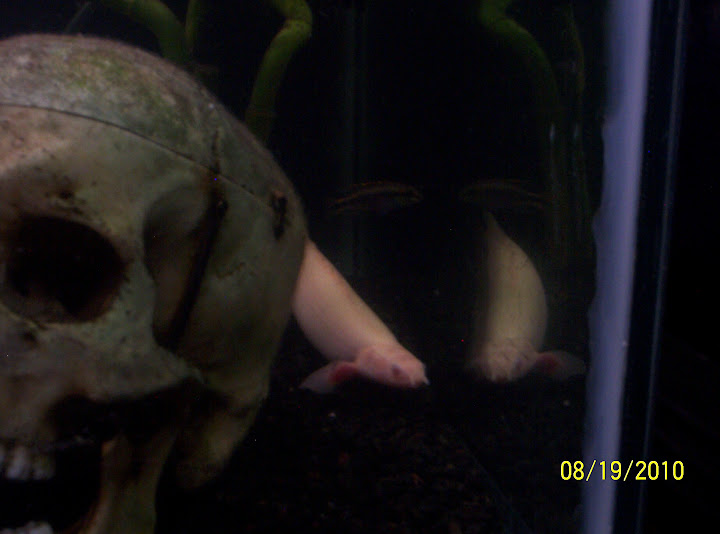 Albino1.JPG