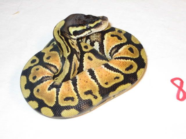Pastel-8-M.jpg