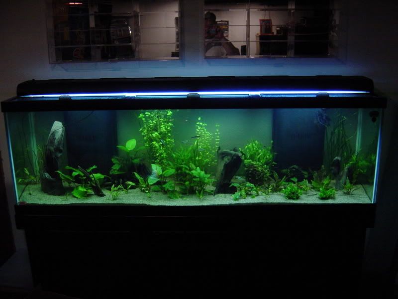Angelfish022.jpg