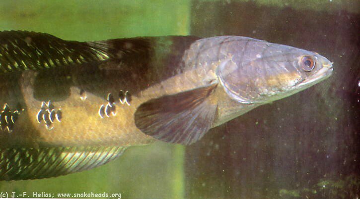 cMarulioides04.JPG