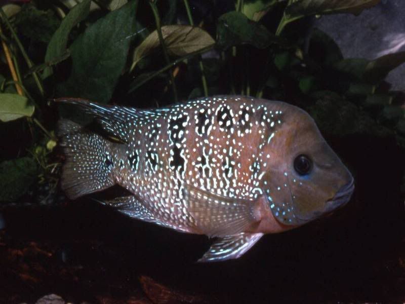 Picture1.jpg
