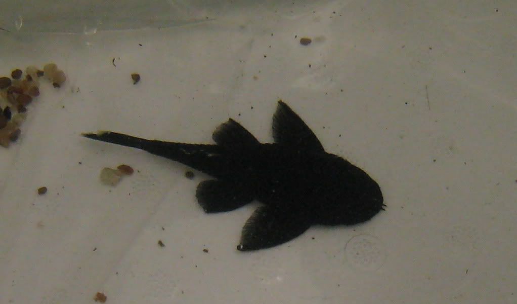 017_cr.jpg