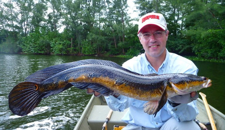 Snakehead2.jpg
