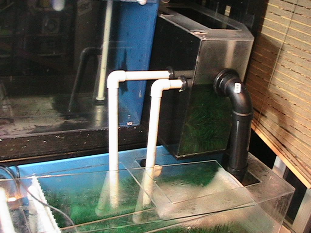 fish015.jpg