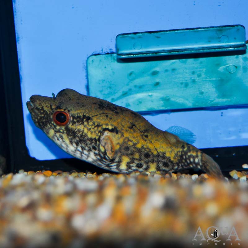 www.aqua-imports.com