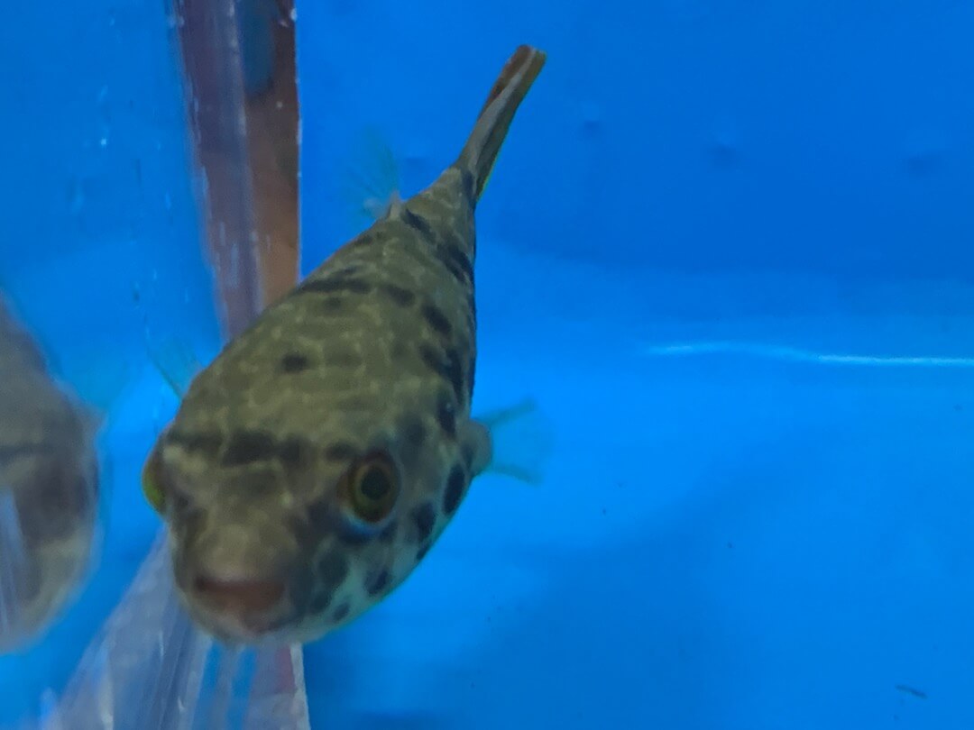 exoticfishshop.net