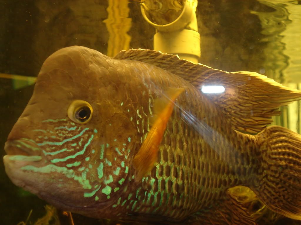 kidscatsspenfishtanks032.jpg