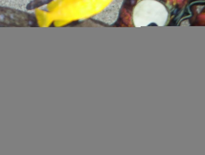fishjan07033.jpg