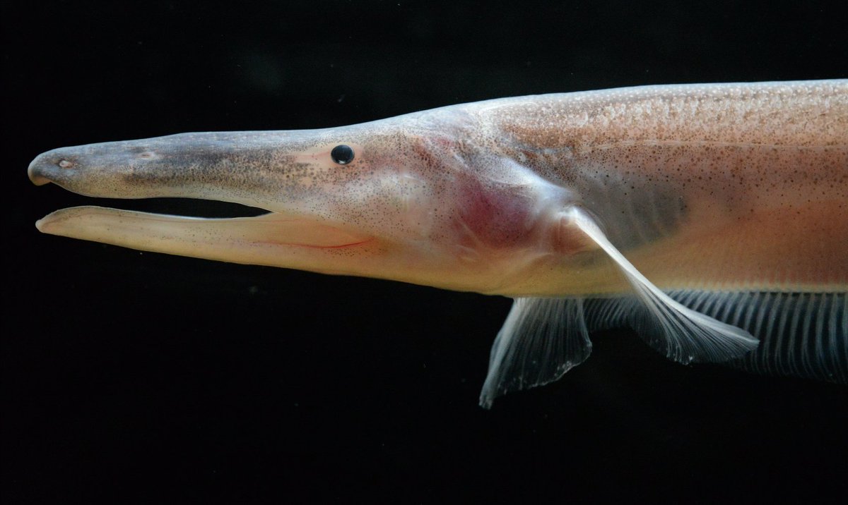 Milton Tan on Twitter: Compsaraia samueli, the pelican knifefish. The  males grow extremely long jaws in the breeding season used to fight one  another. Pictured are a male and a putative female,