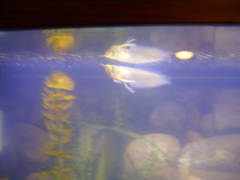 S5300080.jpg