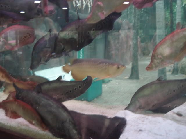 fish7arowana.jpg