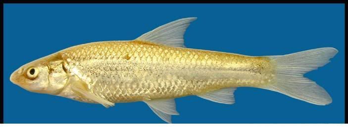 fish.jpg