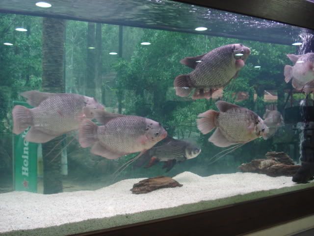 fish2gourami.jpg