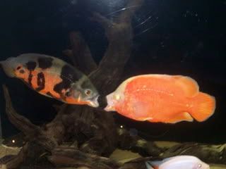 100_2434.jpg