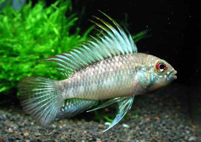 Apistogramma%20arua.jpg