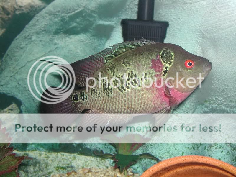 Male or Female Flowerhorn?