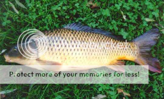 commoncarp.jpg