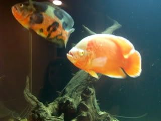 100_2423.jpg