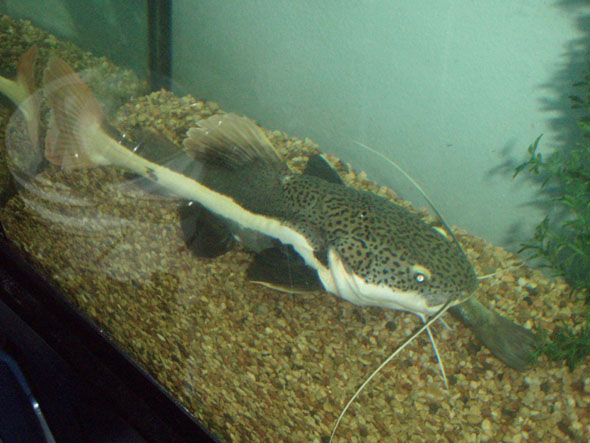 fish1.jpg