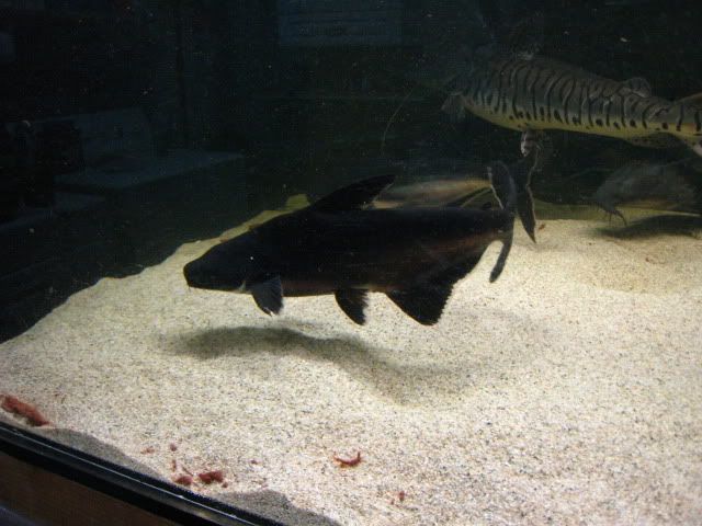 IMG_7268.jpg