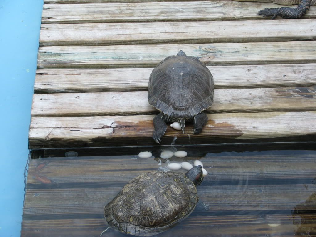 IMG_0985.jpg