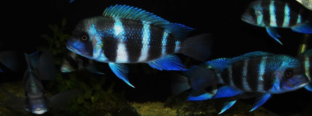 frontosaJune2009028-1.jpg