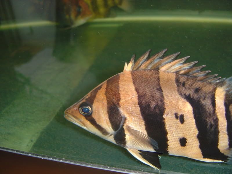 8-5-08041.jpg