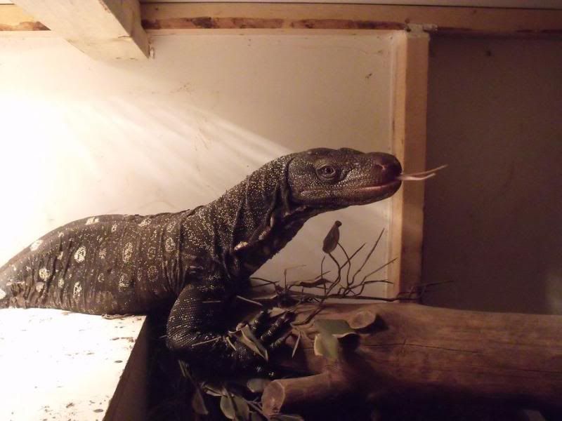 2009_0310herpsmar20100035.jpg