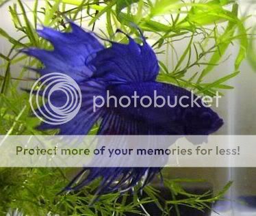 Betta_17.jpg