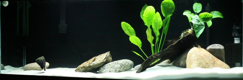 oscar6inchesplants003.jpg