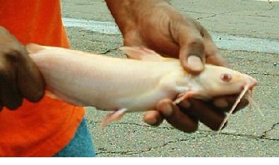 albino-catfish2-b.jpg