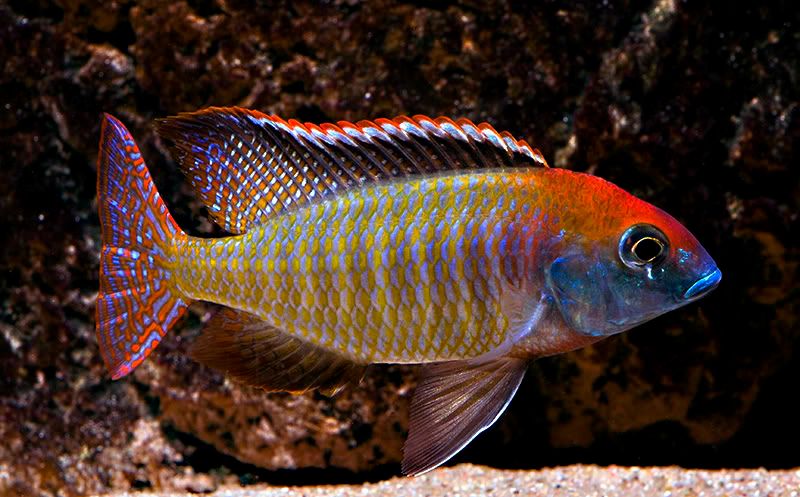 Male1small.jpg