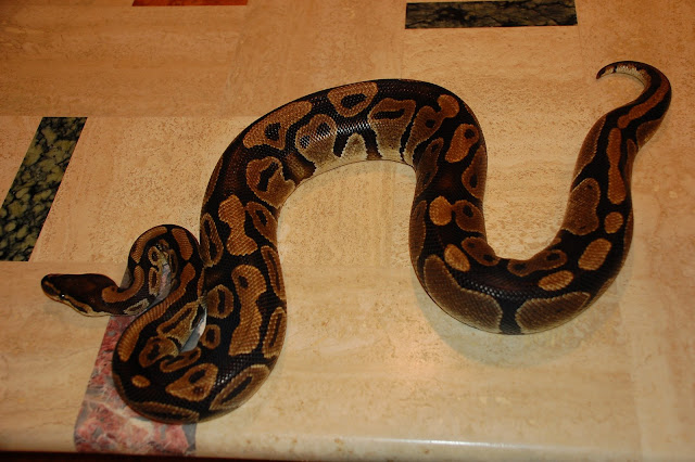 11-30-09%20D40%20144.JPG