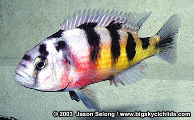 Alatifasciata2.jpg