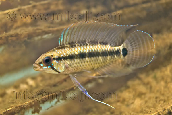 Apistogramma%20velifera.jpg