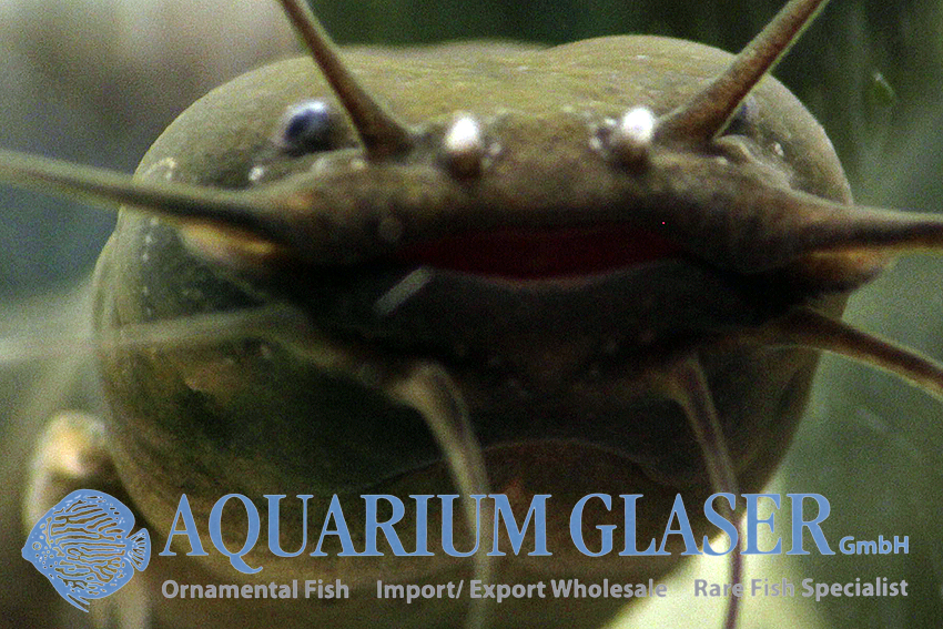 www.aquariumglaser.de