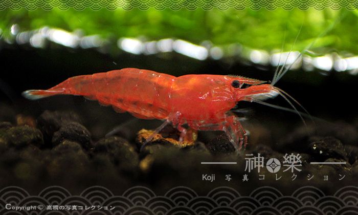 14_Jun_2016_Neocaridina008_zpsdzcazzey.jpg