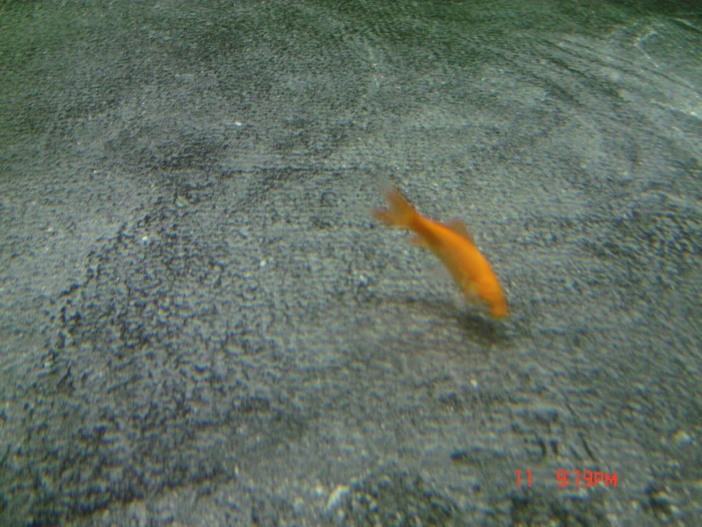 DSC04246.jpg