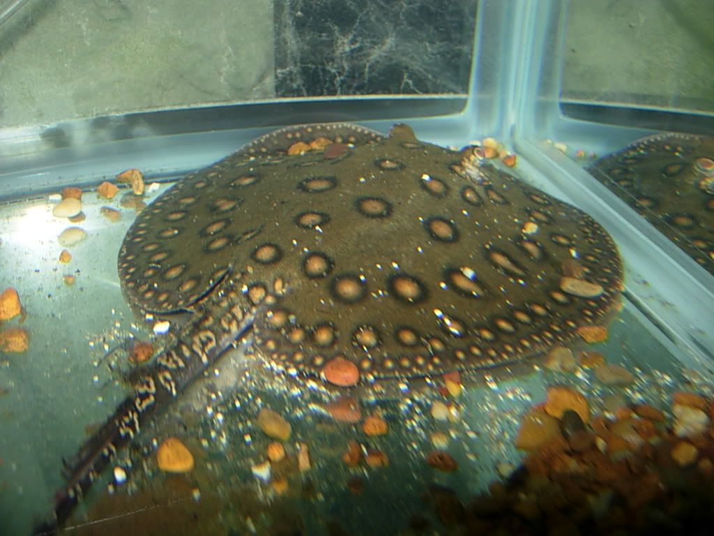 newloaches014.jpg
