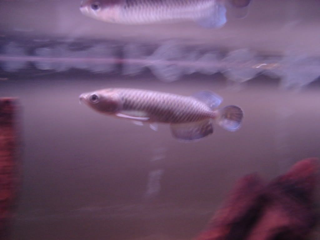 DSC01245.jpg
