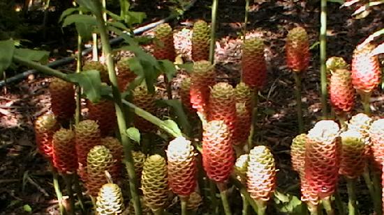 beehive-ginger.jpg