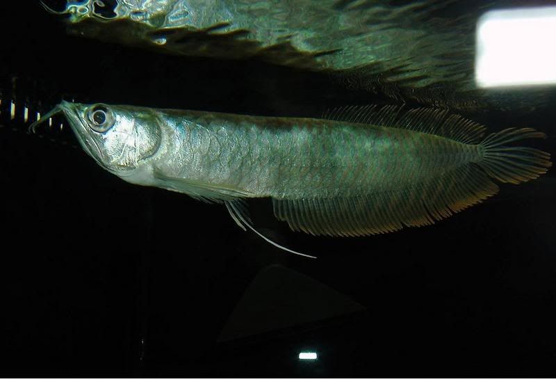 arowana33.jpg
