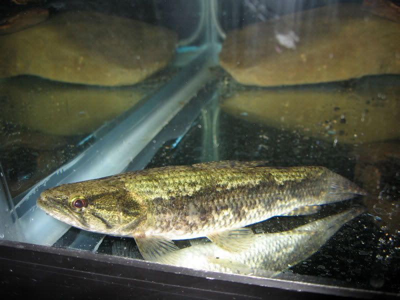 Wolf-Fish-1.jpg